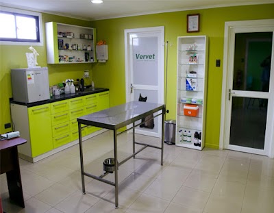 Photos of Vervet - Cl&iacute;nica Veterinaria