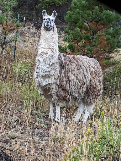 Spruce Ridge Llamas Gallery - United States