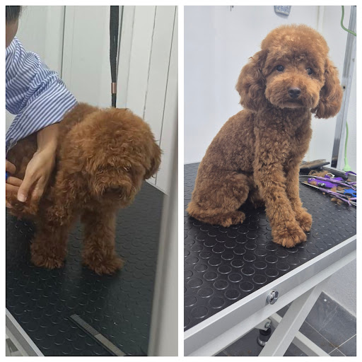 Marmaris Pet Kuaför