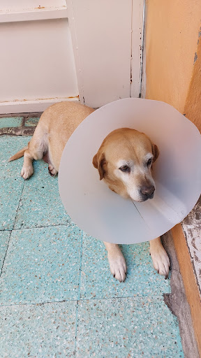Villa Animal - Thumbnail