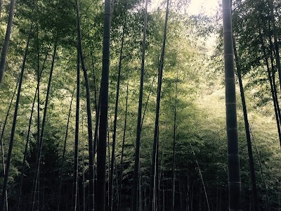 Photos of Bamboo Sea Scenic Spot