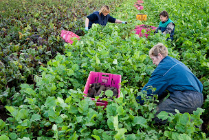 Photo n°4 de Bio en Normandie à Val-de-Reuil (Maraîcher)