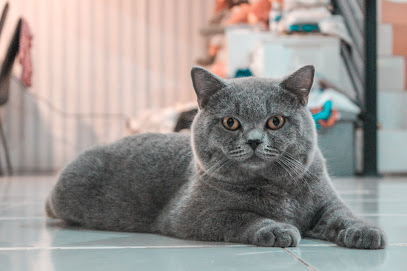 Makur Grooming Panggilan Bekasi