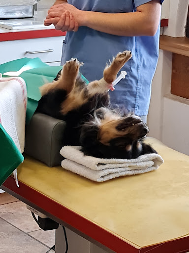 Dr.med.vet. Michael Rickert veterinarian - Thumbnail