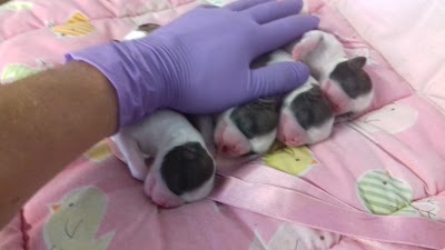 Photos of Veterinaria Canis Et Felis
