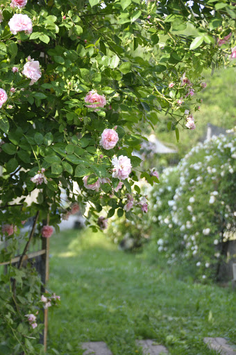 Il Roseto Az. Agr. Biovivaio - Thumbnail