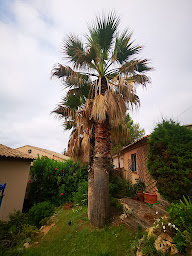 Photo n°4 de GS Paysage 🌴Création de jardin sur mesure - Elagage - Puget sur Argens à Puget-sur-Argens (Jardinier)