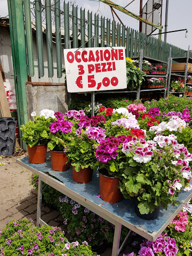 Piante Più - Visual