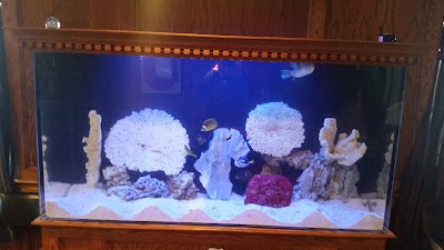 Dutch Family Reef: Aquarium Maintenance and Design