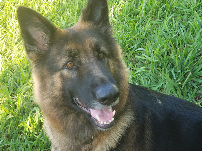 Clinica Veterinária Mauricio Reis