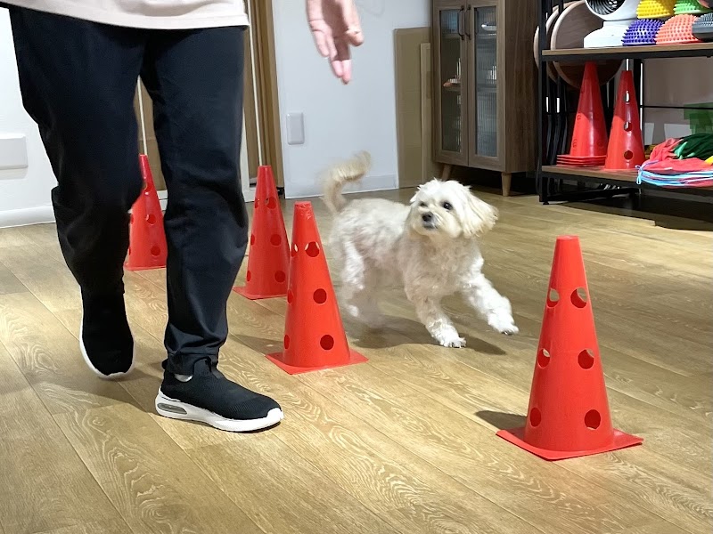 犬の幼稚園 Perrito