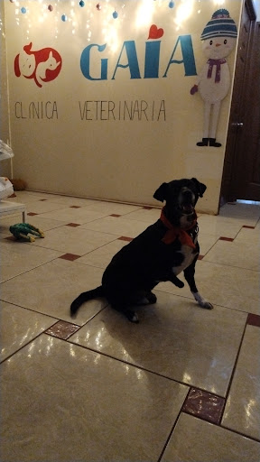 Clinica Veterinaria GAIA