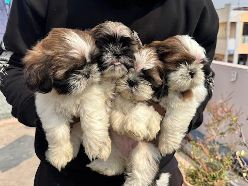 Top quality Shihtzu puppy available in Lucknow... post image