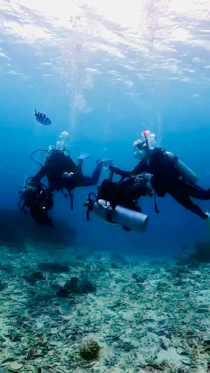 Pro Scuba Team SEARays