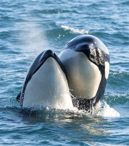 Whale2Sea Whalesafari Andenes