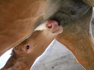 Photo n°6 de Ferme d’Otefond à Veilleins (Ferme d'élevage)