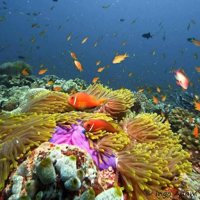 Photos of Bathala Island Resort