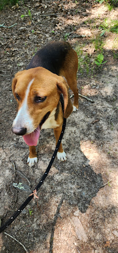 Animal Protection Society of Caswell County