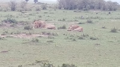 Photos of AA Lodge Maasai Mara