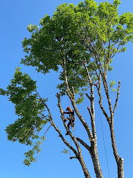 Photo n°14 de Arbo Grimp à Saint-Ours (Service d'élagage)