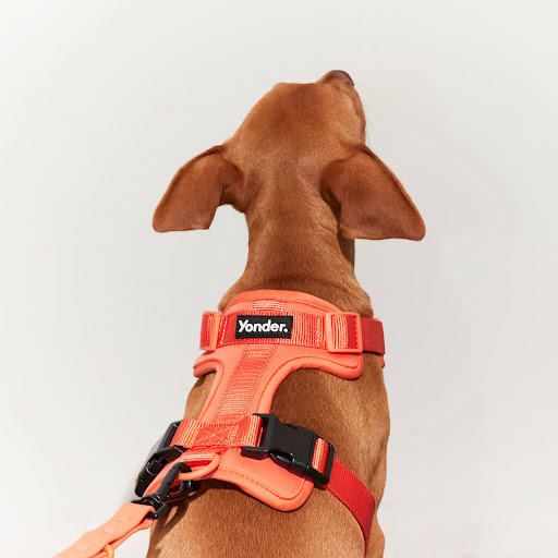 Yonder Dog - Visual