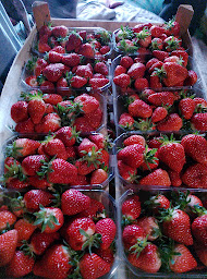 Photo n°13 de Ferme de la robertie à Salagnac (Élevage de volailles)