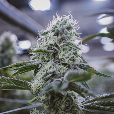 Photo of Insa Medical Cannabis Dispensary Springfield