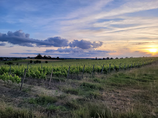 EOS Wine Consulting - Thumbnail