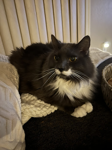 Rainbow Bridge Veterinary Services - Thumbnail