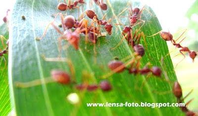 Photos of LENSA FOTO & DESIGN PRINTING