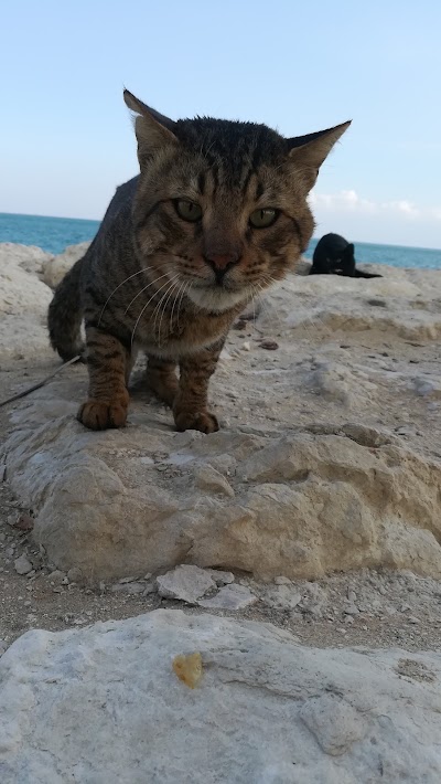 photo of Azizyh Beach