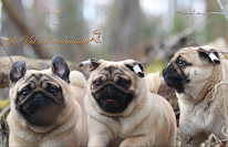 Le Val de l'enchanteur : Élevage/vente de Carlin Noir ou Carlin Sables en Bourgogne Franche Comté France à Moux-en-Morvan