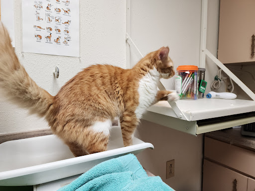 All Creatures Great & Small Veterinary Hospital - Thumbnail