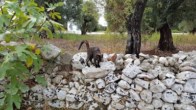 Photos of Masseria Saggiomo