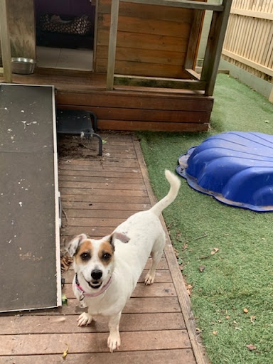 Hallam Park Pet Resort - Thumbnail