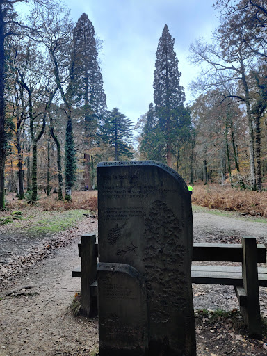 Giant Sequoias - Visual