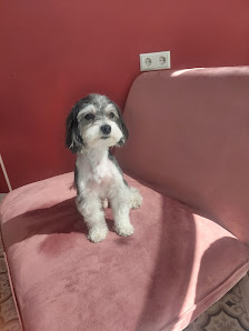 Bild: Lino & Ilays Hundesalon Vom Inhaber