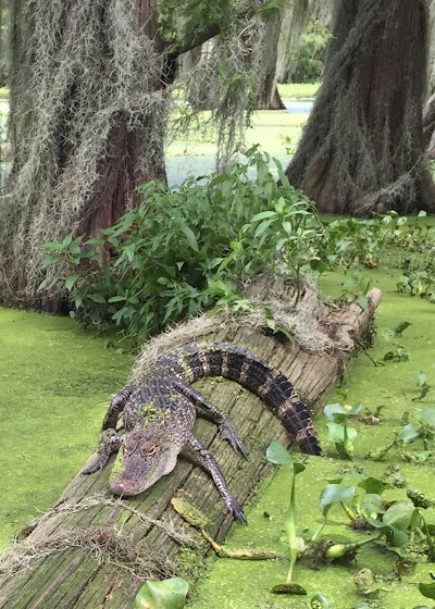 Louisiana Swamp Tours