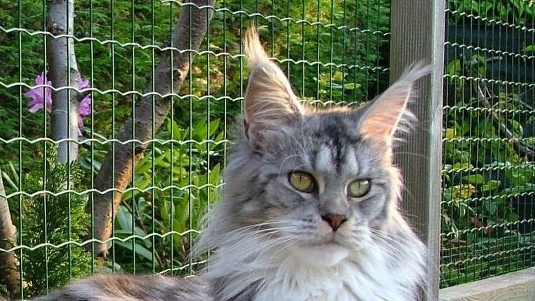 room Naleving van Beschikbaar Maine Coon Cattery of Love Angels - Cattery in Dudzele