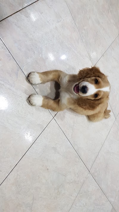 Photos of Pet Veiw Vet Clinic