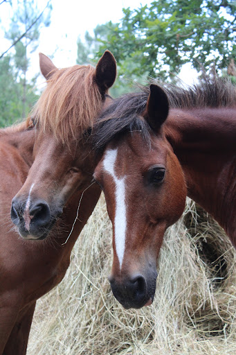 Poney Club Lacanau - Thumbnail
