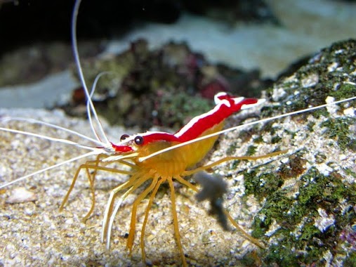 Aquarium Depot, Author: Aqdepot Alejandro