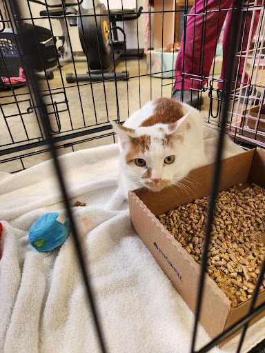 Humane Society of Warren County - Thumbnail