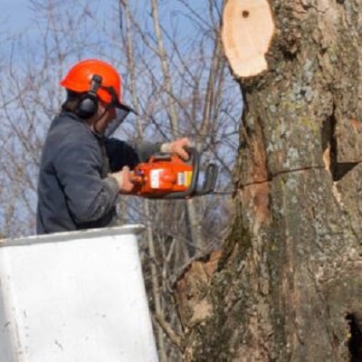 Ricky's All Around Tree Service
