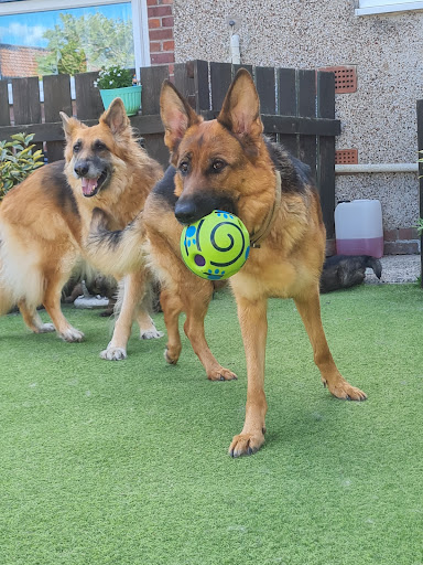 St Clair Veterinary Care Gallery - United Kingdom