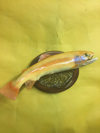 Mountain River Taxidermy