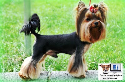 Photos of Kennel Dog Company