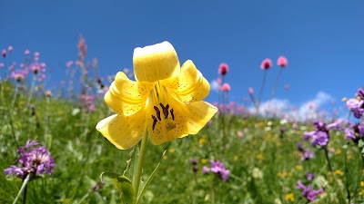 Photos of Ski resort "Dombai"