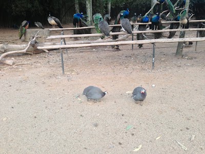 Photos of Shenzhen Safari Park