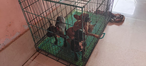 French bulldogs female puppies available for booking intrested person contact us as soon as possible post image